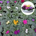 Bild von Primula P10.5 Kleurtonend PomPom mix